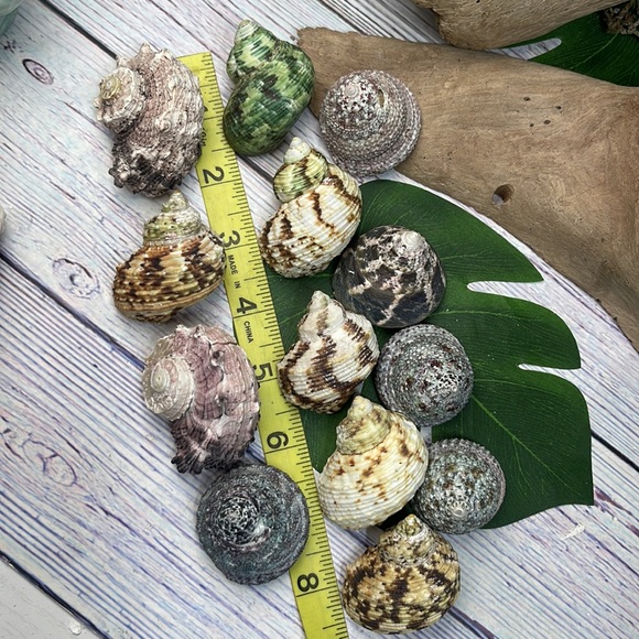 13 Assorted Turbo / Top / Delphinium Seashells Hermit Crabs Changing Nautical - Picture 10 of 12